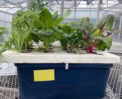 A plastic bin has been repurposed to create a hydroponics system.