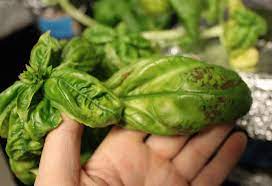 A lettuce plant with a blackening leaf