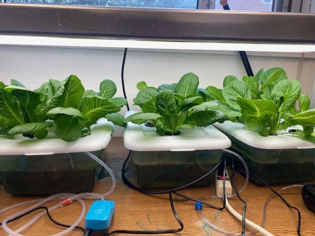 Mature lettuce plants sit in a trio of net pot systems.