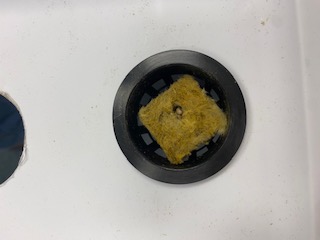 A yellow square of rock wool sits at int bottom of a net pot.