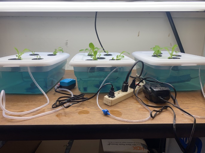 Small romaine plants poke out of net pots drilled into three plastic tubs.