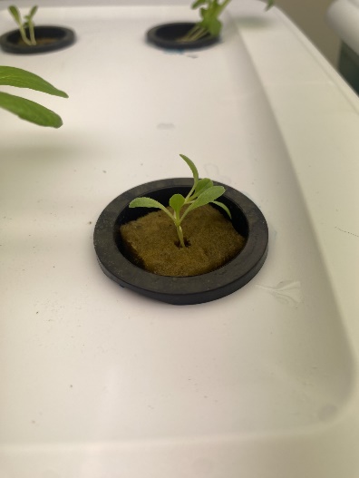 Seedlings in a hydroponic system germinate under ideal lighting.