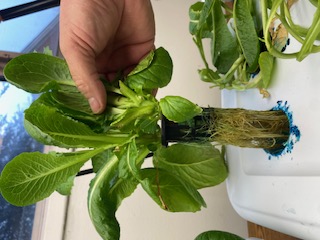 A small bunch of lettuce is held above a hydroponics system.