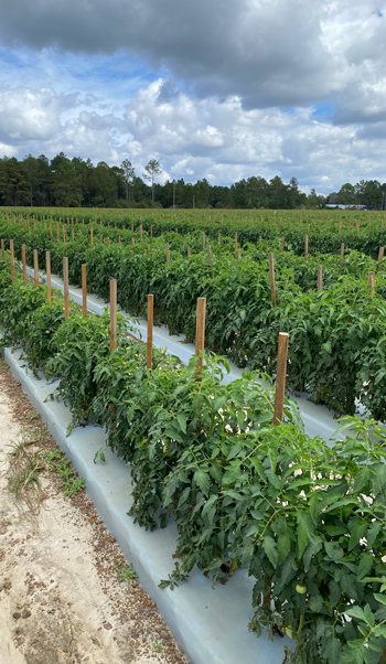 A field of tomatoes grown using plastic mulch and fertigation.