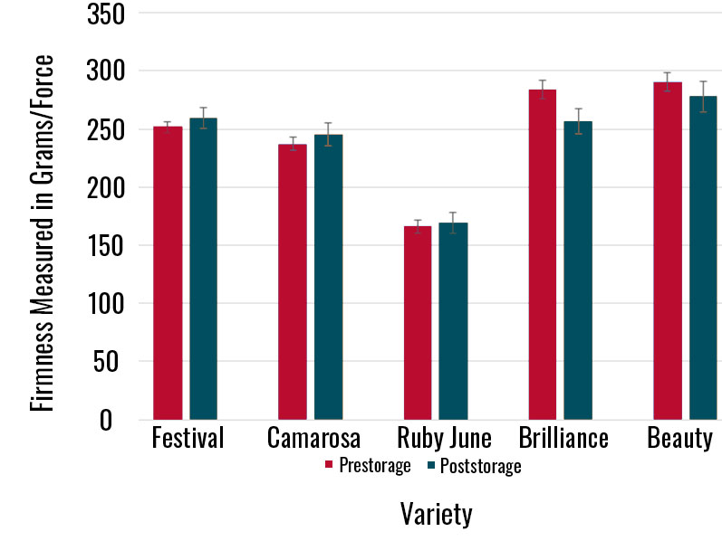 Bar chart comparing pre-storage and post-storage firmness (measured in grams/force) of five strawberry varieties: Festival, Camarosa, Ruby June, Brilliance, and Beauty. Brilliance and Beauty show the highest firmness pre-storage, with minor declines post-storage. Ruby June has the lowest firmness in both conditions.