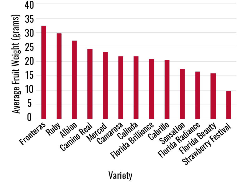 Bar chart comparing average fruit weight (in grams) for 15 strawberry varieties. Frontera has the heaviest average fruit weight over 32 grams, while Strawberry Festival has the lowest, below 10 grams. Other varieties like Ruby and Albion also rank high in fruit weight.