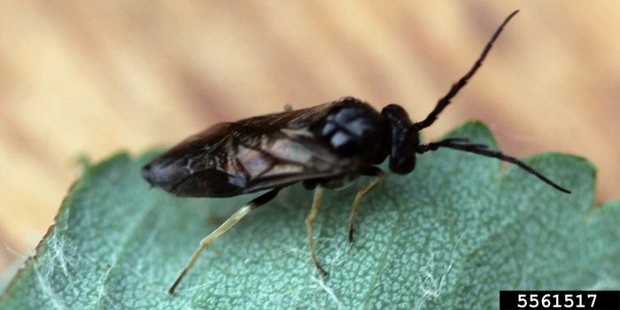 a closeup photo of a black flying insect perched on a green leaf