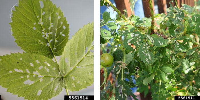 two images featuring the window pane effect roseslug feeding has on leaves