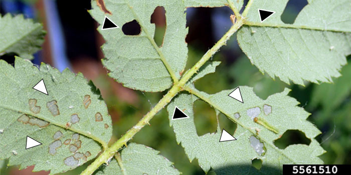 A rose bush with sparse leaves is seen affected by roseslug feeding, with holes and translucent sections in the leaves.