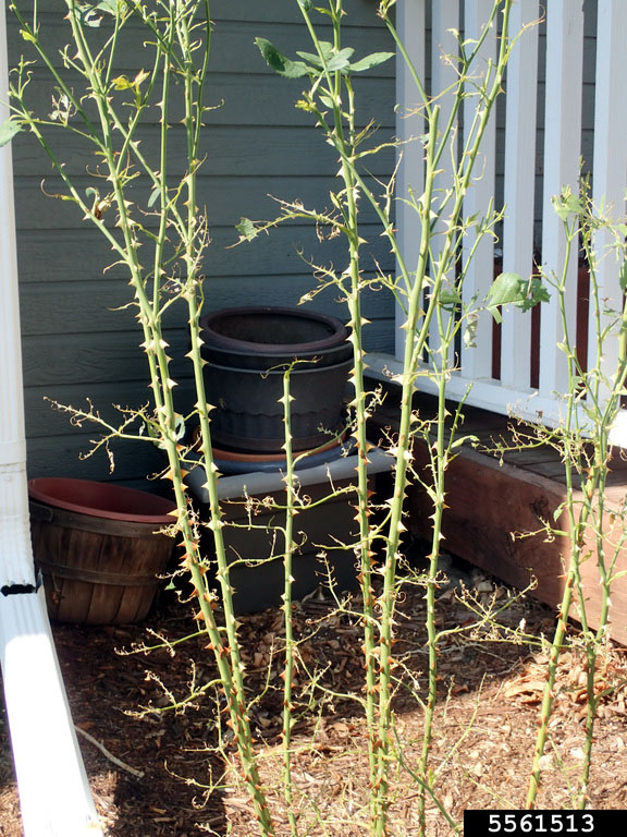 a few sparse stems of rosebushes are shown in this photo