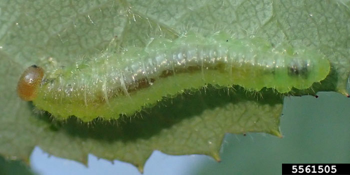 a closeup photo of a semi-transparent, green larvae on a green leaf