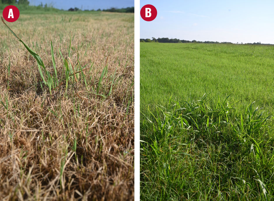 two immature vaseygrass plants in different fields