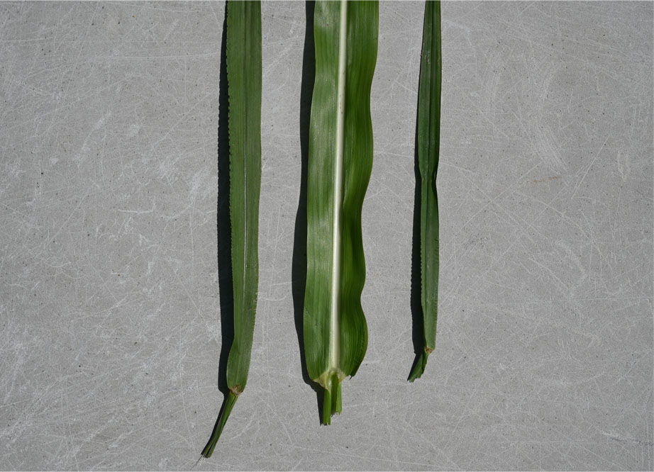 three different grasses compare their leaves in this photo