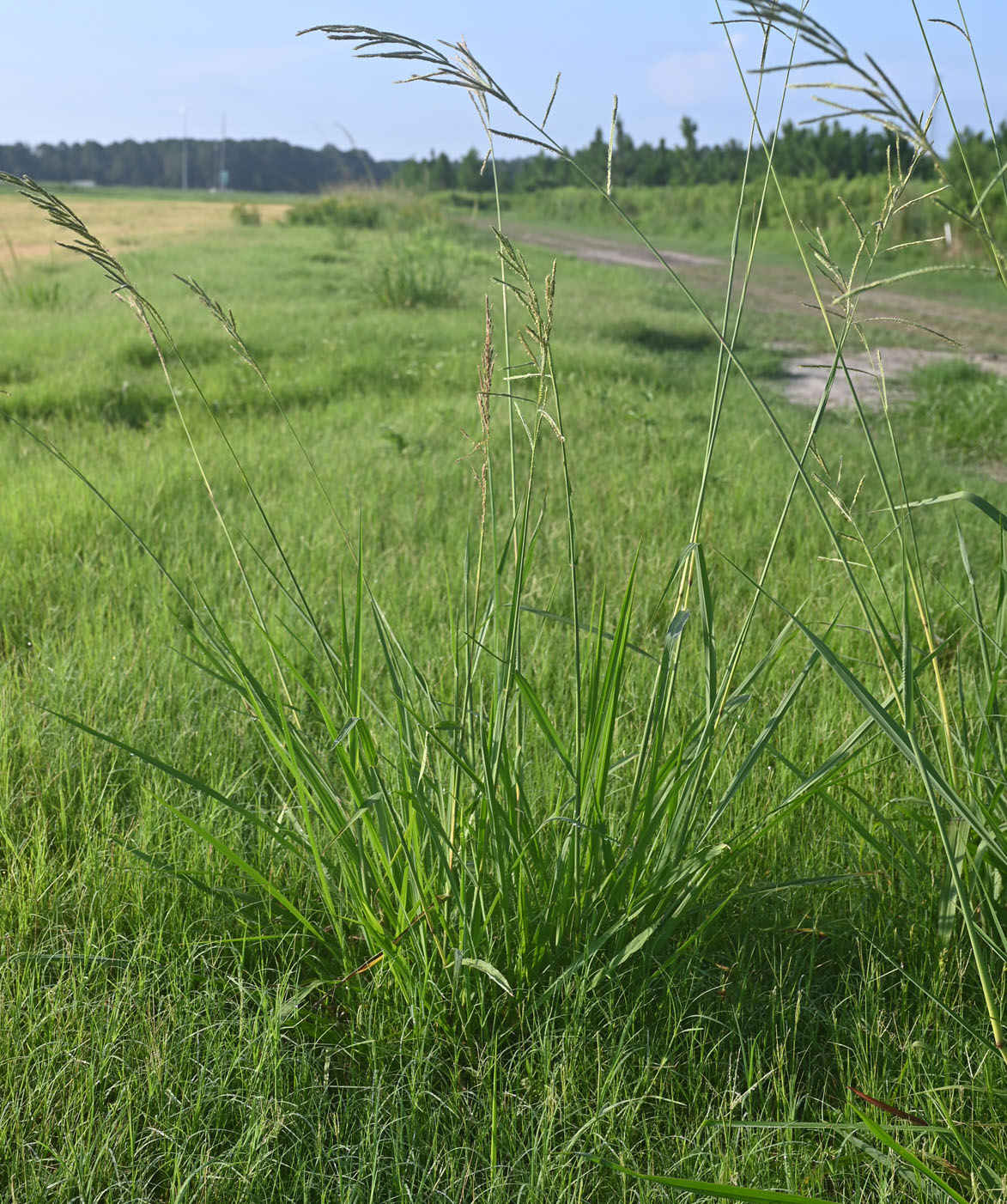 a photo of a vaseygrass plant in a field under a blue sky