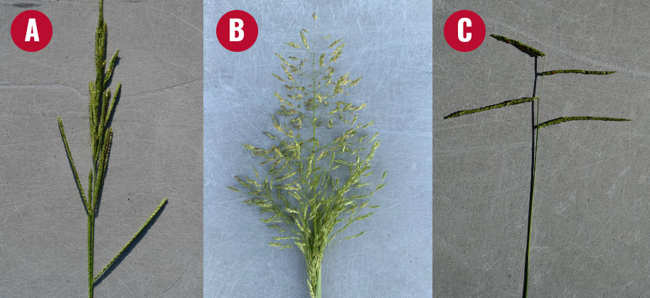 three different grasses compare their seedheads in this three-panel figure