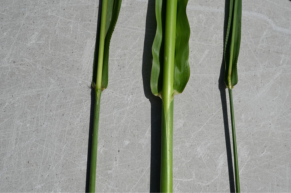 three different grasses compare their stems in this photo