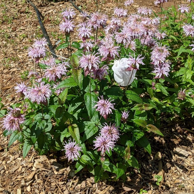 A photo of a Monarda plant with light pink flowers
