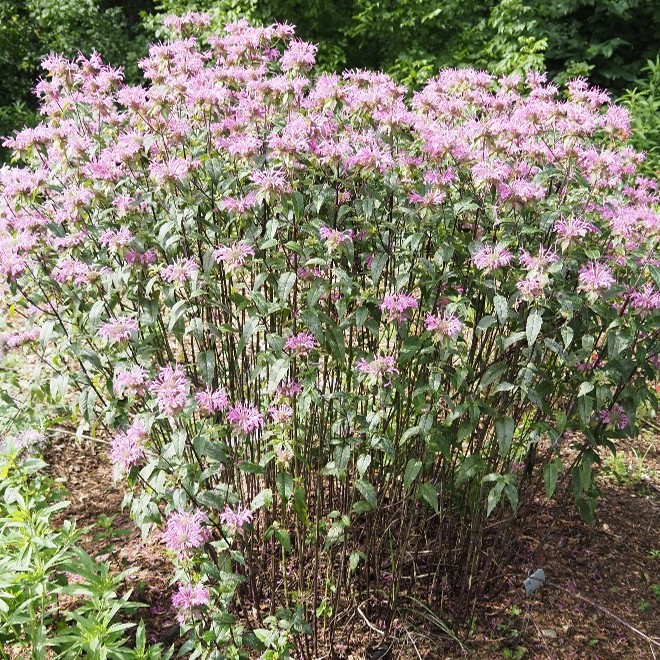 A photo of a Monarda plant with bright pink flowers