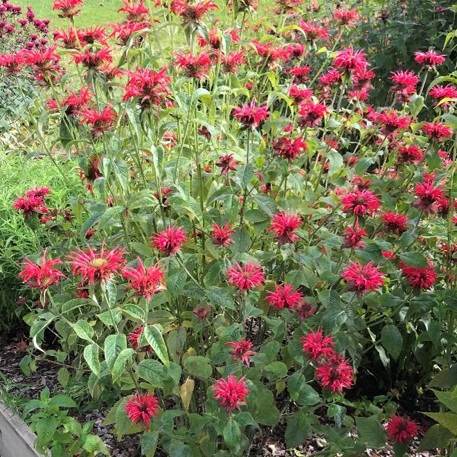 A photo of a Monarda plant with crimson red flowers