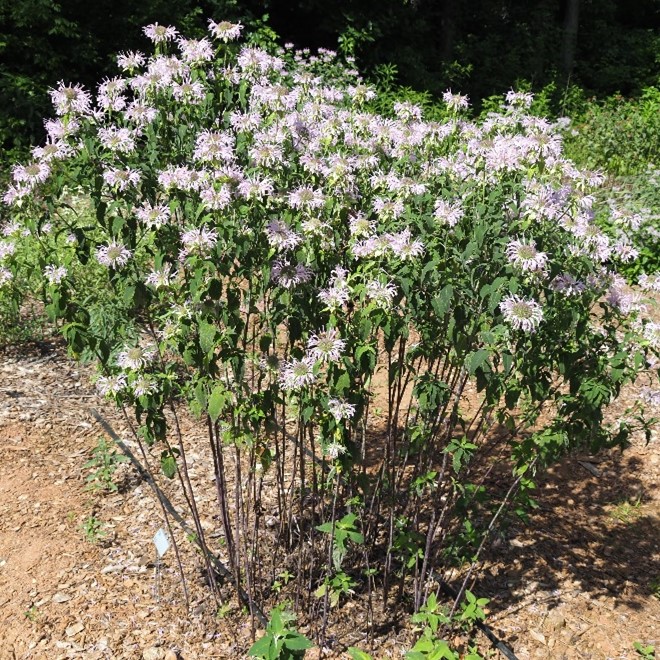 A photo of a Monarda plant with pale pink flowers
