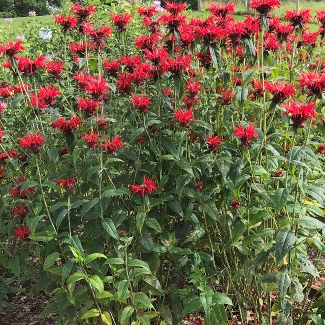 A photo of a Monarda plant with fiery red flowers