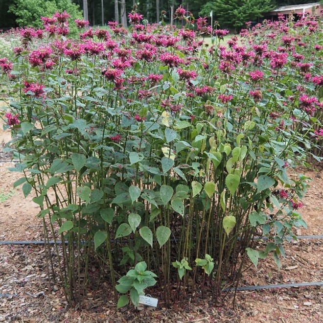 A photo of a Monarda plant with fuchsia flowers