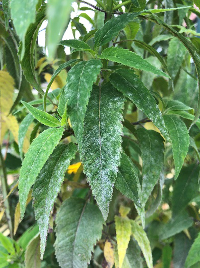 A close up of a leaf affected by powdery mildew