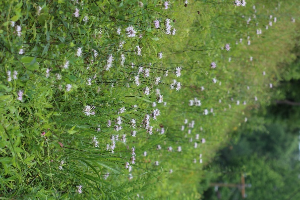 A field of flowers and grass