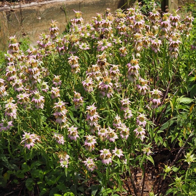 A photo of a Monarda plant with near-white pink flowers