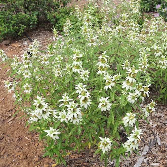 A photo of a Monarda plant with bright white flowers