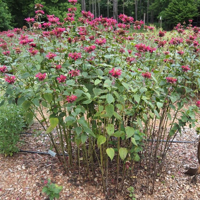 A photo of a Monarda plant with deep pink flowers
