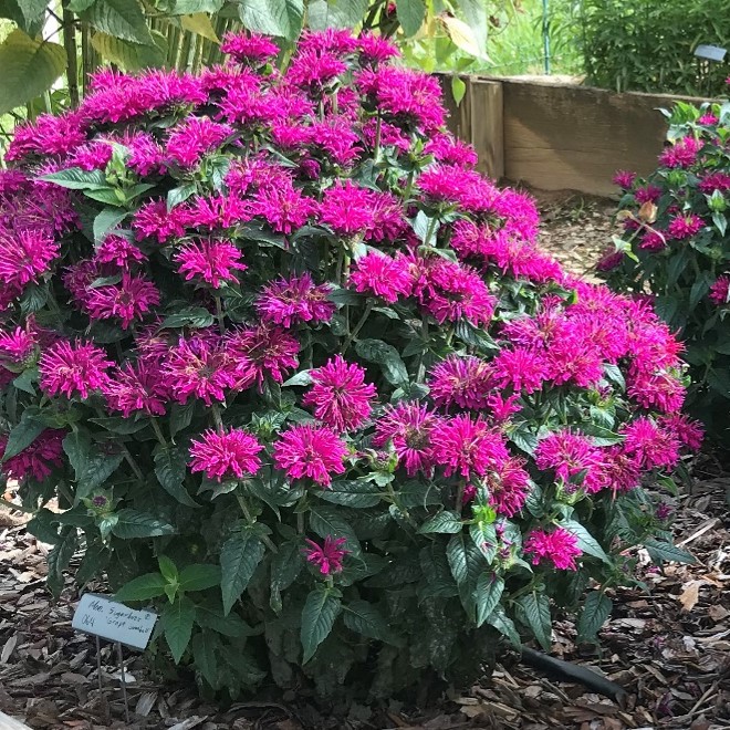 A photo of a Monarda plant with vibrant purple flowers and blue-hued leaves
