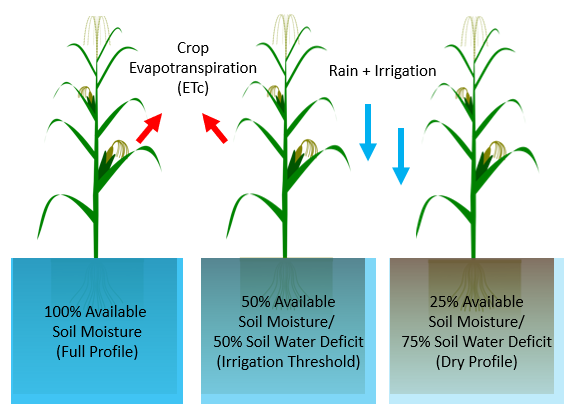 Illustration showing three corn plants with varying soil moisture profiles. The first plant has 100% available soil moisture (full profile). The second plant has 50% available soil moisture and 50% soil water deficit, labeled as the irrigation threshold. The third plant has 25% available soil moisture and 75% soil water deficit, labeled as a dry profile. Red arrows labeled “Crop Evapotranspiration (ETc)” indicate water loss from the first and second plants, and blue arrows labeled “Rain + Irrigation” point to the soil in the second and third plants.