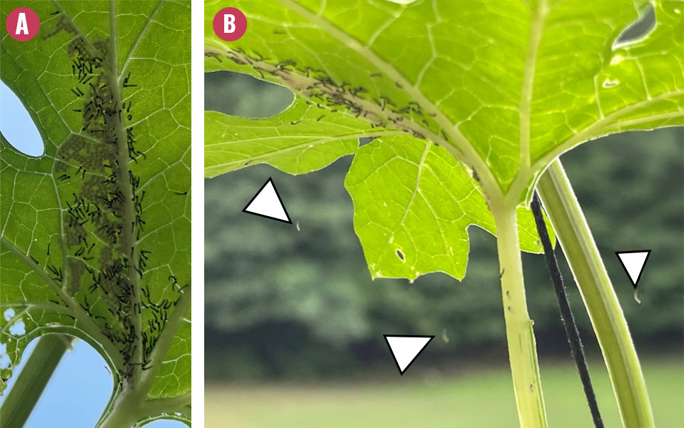 photos of dispersing fall armyworms on leaves