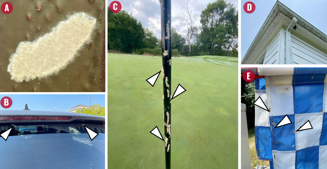 several photos of eggs deposited on structures and items outdoors