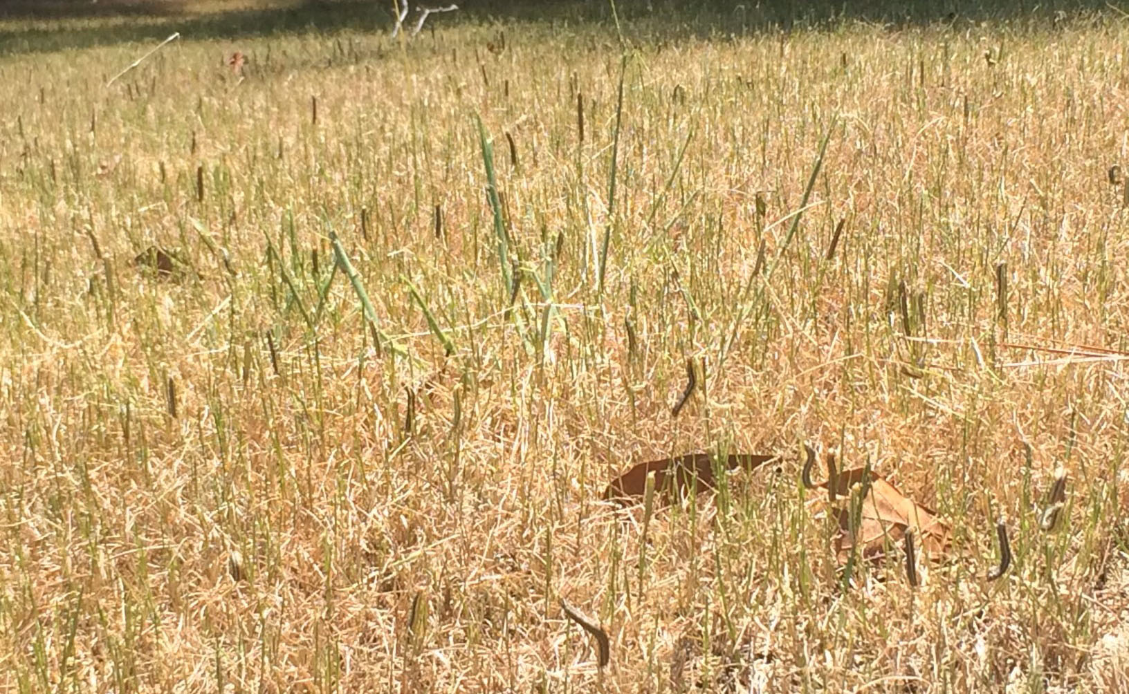 a photo of a field of tall grass populated with many fall armyworms