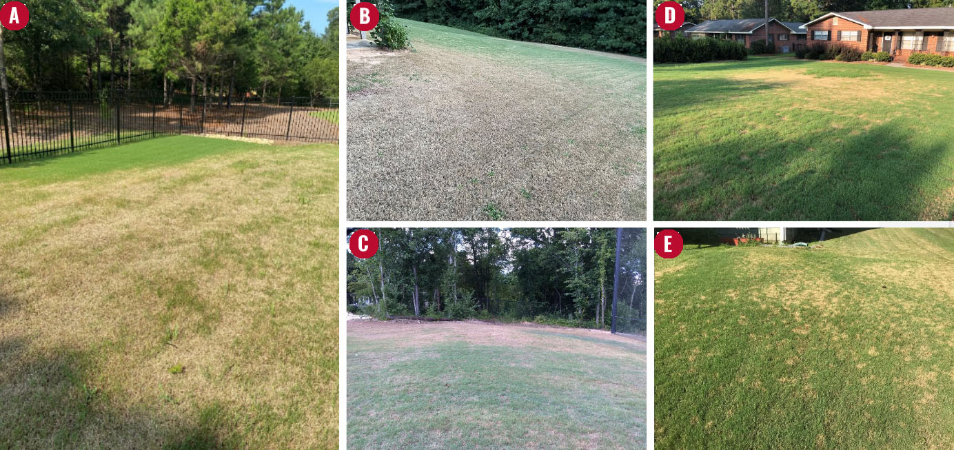five photos of lawns affected by fall armyworm damage