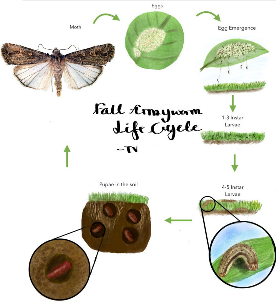 A graphic indicating the individual life cycle phases of the fall armyworm