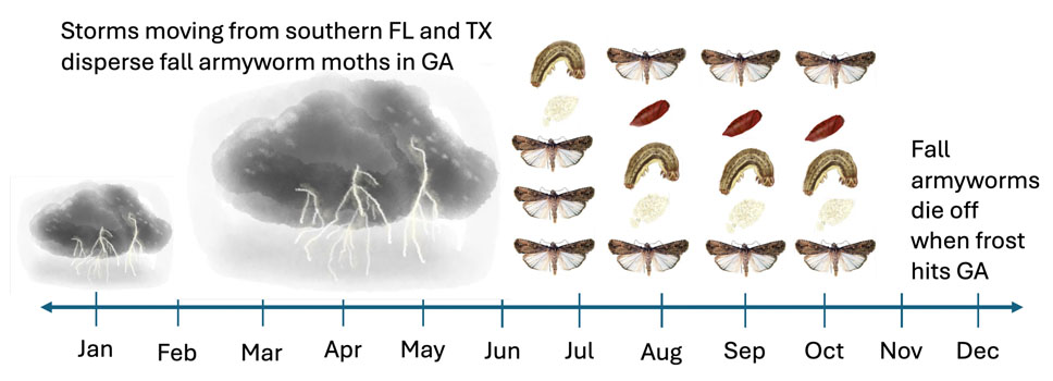 a graphic depicting the arrival of fall armyworm after the storm seasons in Georgia