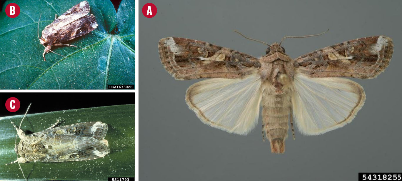 three photos of differently colored moths