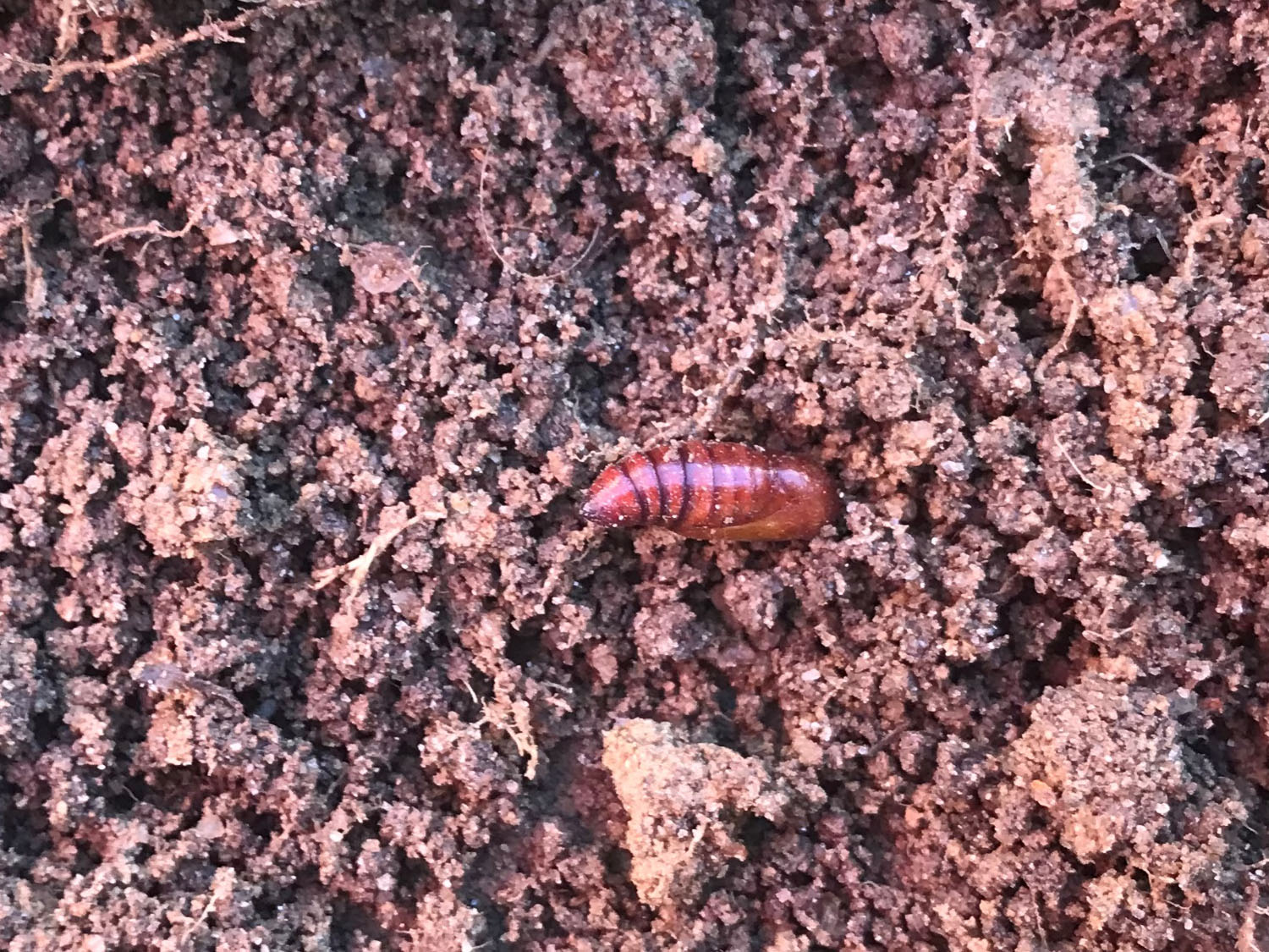 a red-brown exoskeleton peeks above loose sandy soil