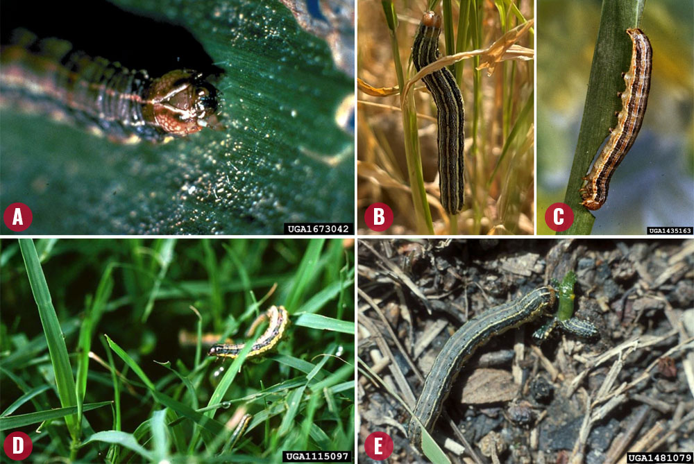 A visual panel of late stage fall armyworms