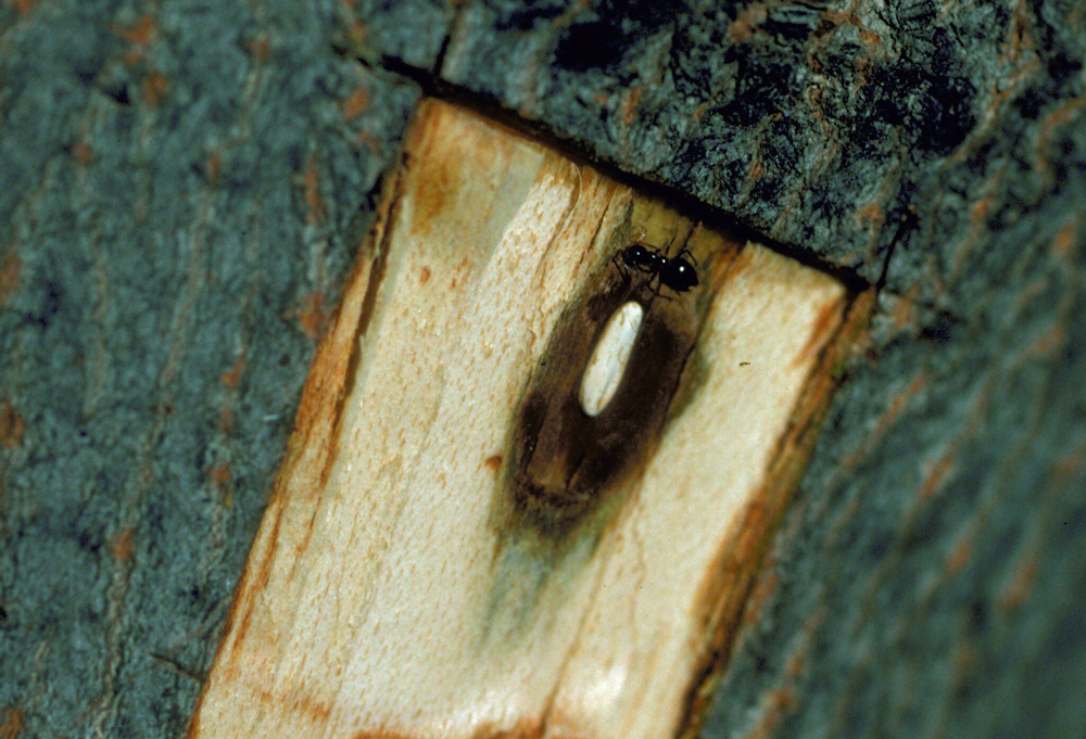 a section of bark is removed from a tree in this photo to show where an asian longhorned beetle's egg is located