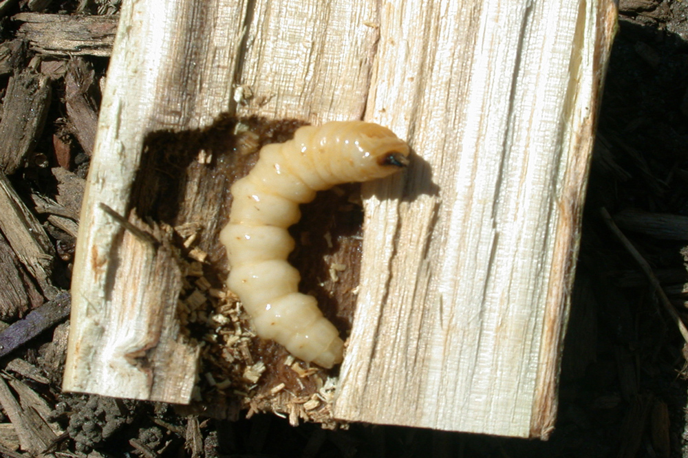 An ALB larva sitting in a chamber inside a piece of wood. The larva is a whitish tan color, with obvious segments, with a black area at one end.