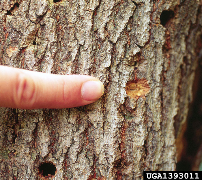 A depression in a tree's bark where a beetle has bored a hole