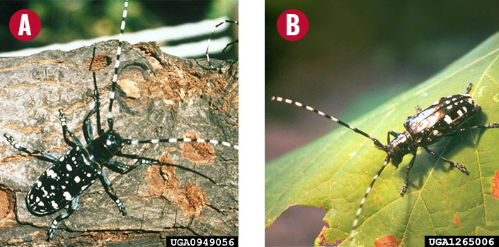 two closeup photos of asian longhorned beetles in nature