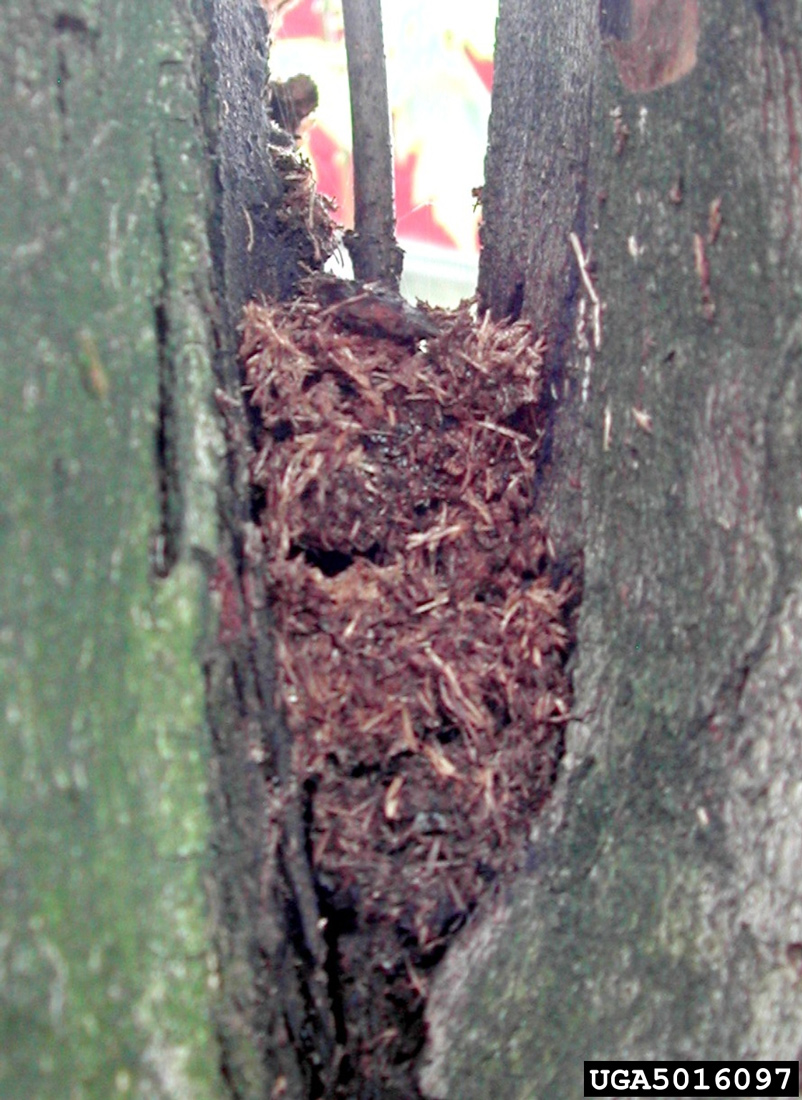 Frass is waste material produced by larvae feeding on wood and looks like wood slivers accumulated in the fork of a tree.