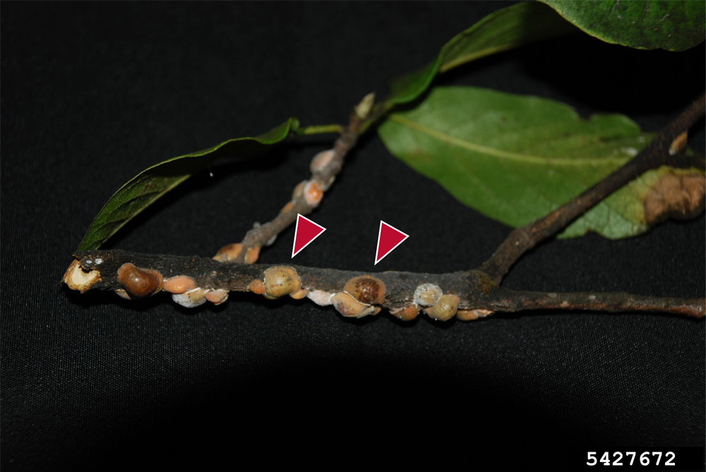 a photograph of a tree limb infested with magnolia scale adults