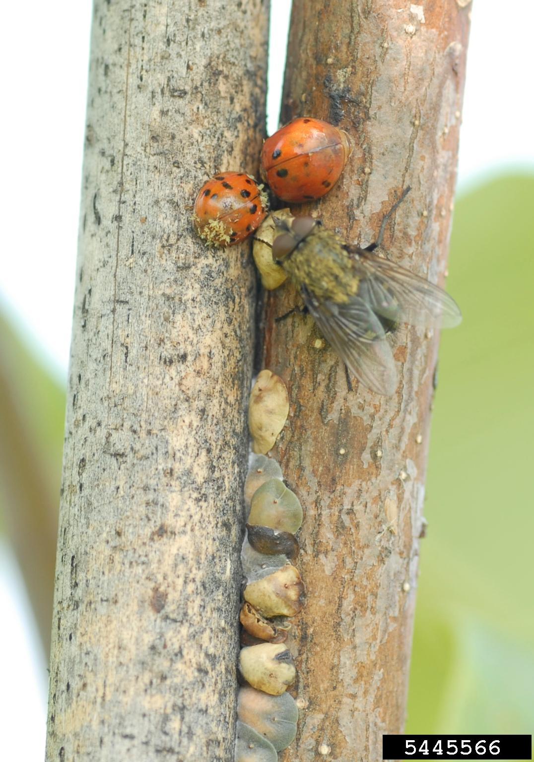 a photograph of various insects feeding on magnolia scale honeydew