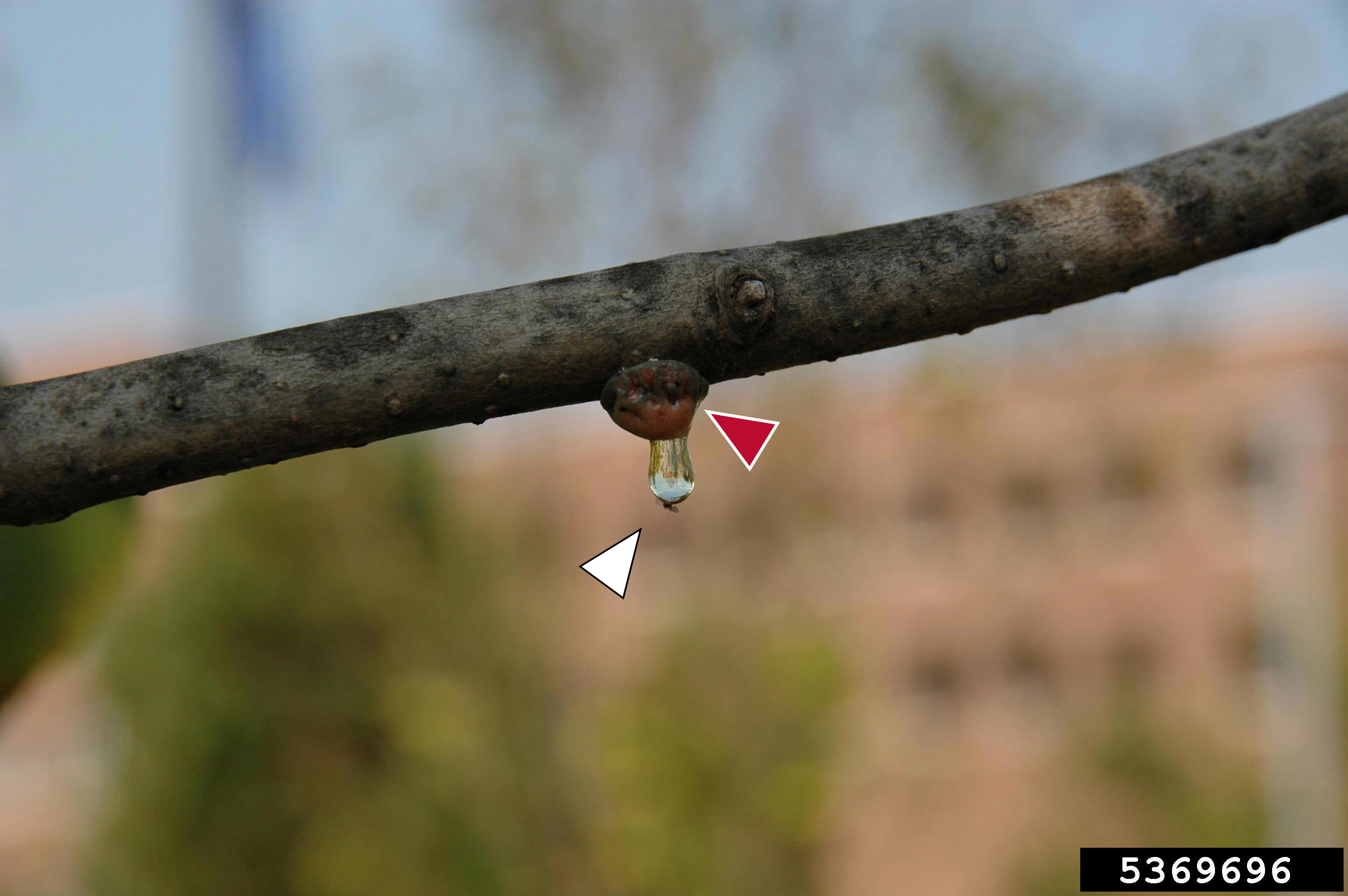 a magnolia scale drips honeydew while clinging to a small twig